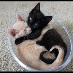 Meet your Posher, Nick